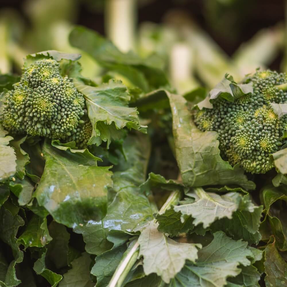 Fresh broccoli heads growing on the plant with green leaves, photographed close up in a garden setting.