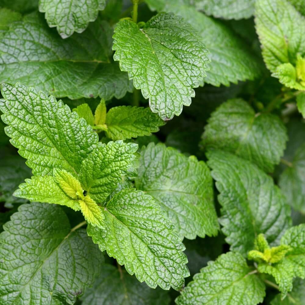 Organic Lemon Balm Leaves