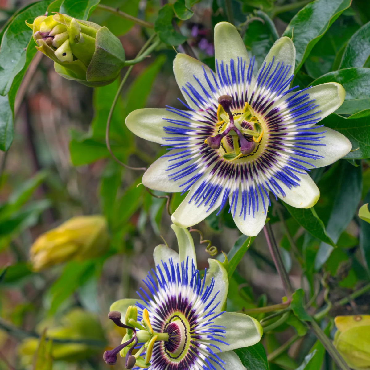 Organic Passion Flower